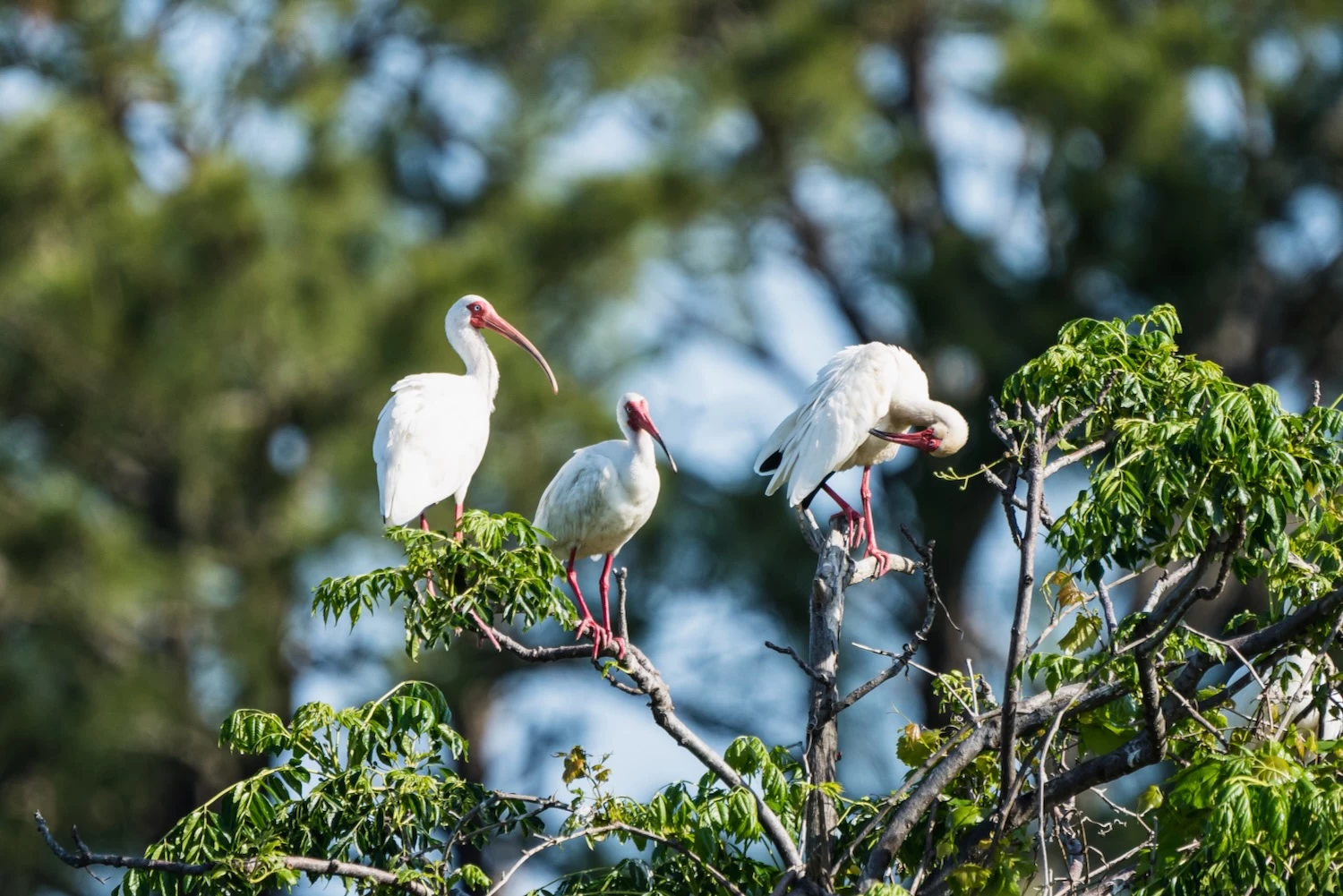 3 wood storks sitting in a tree