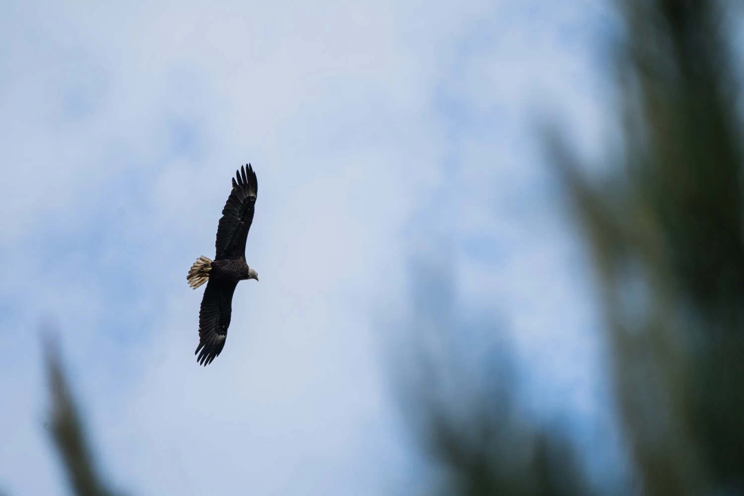 A bald eagle flying with it's wings spread