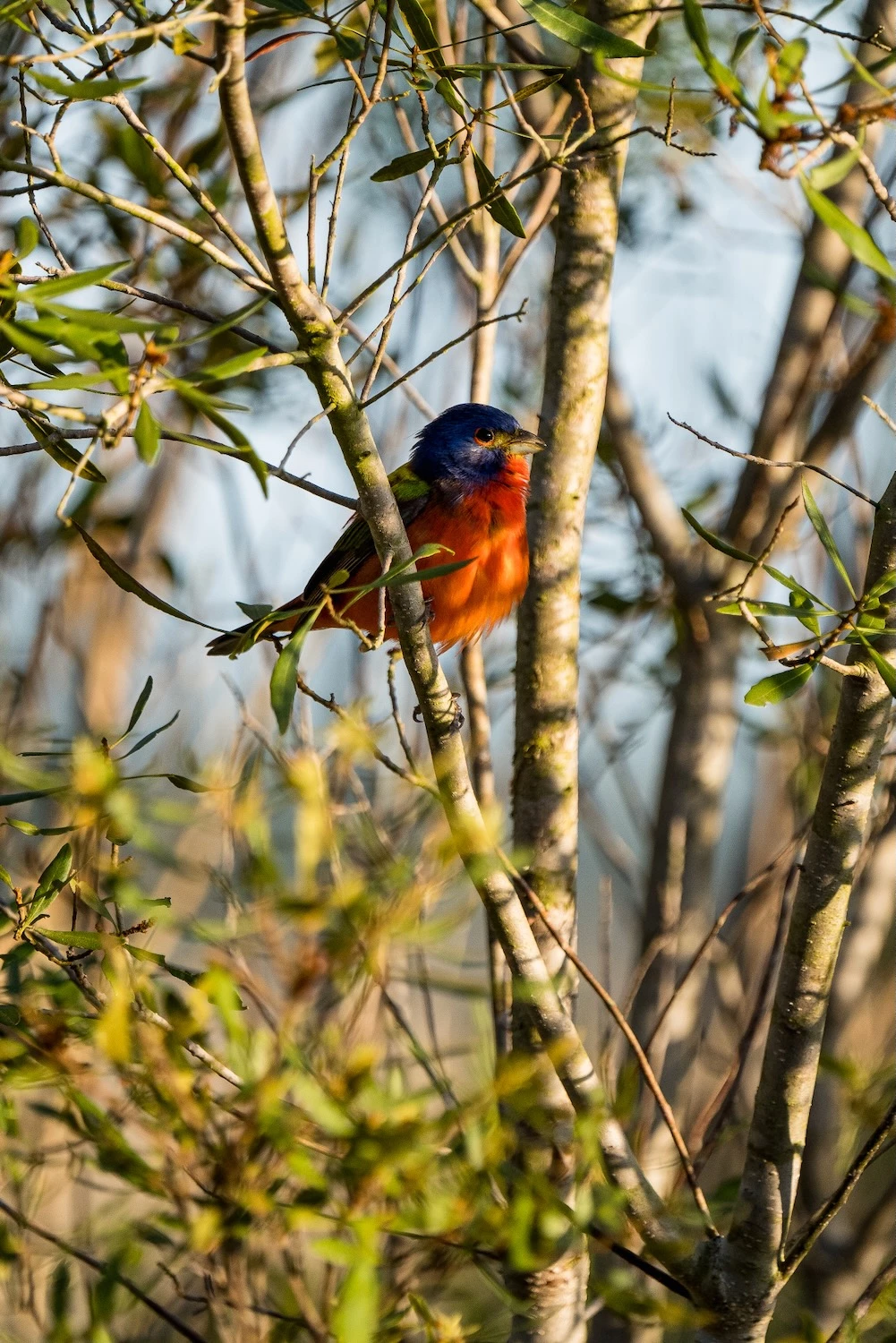 A painted bunting sitting in a tree